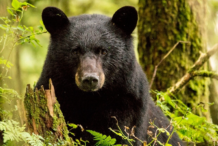 Wildlife